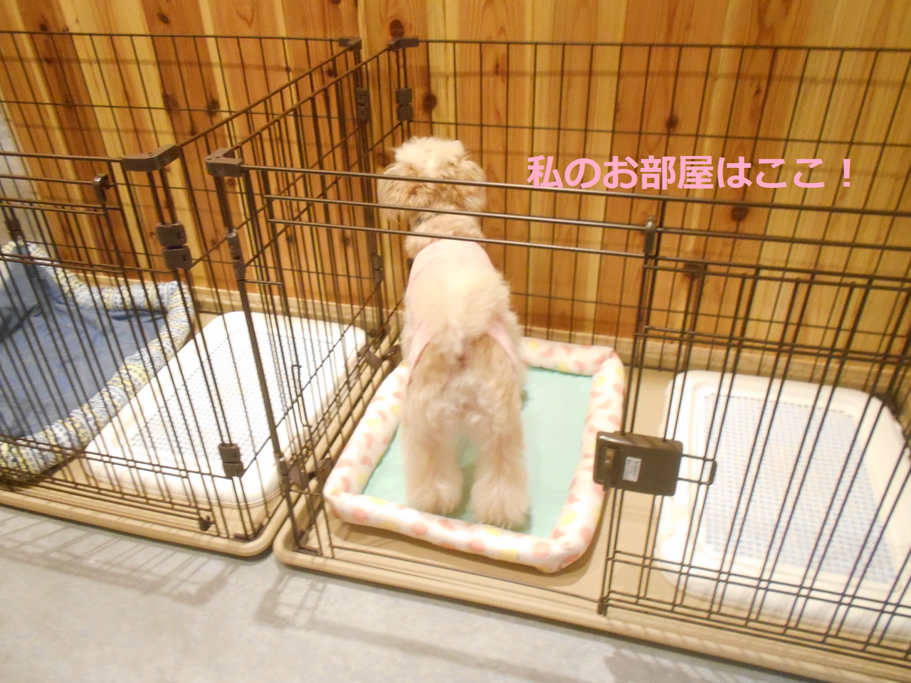 閲覧注意 うちのトイレ 逝く Zチャンネル Vip 2ちゃんねるまとめブログ