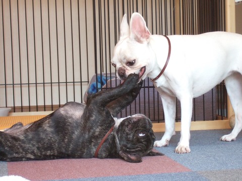 ぽんぷに1 (3)