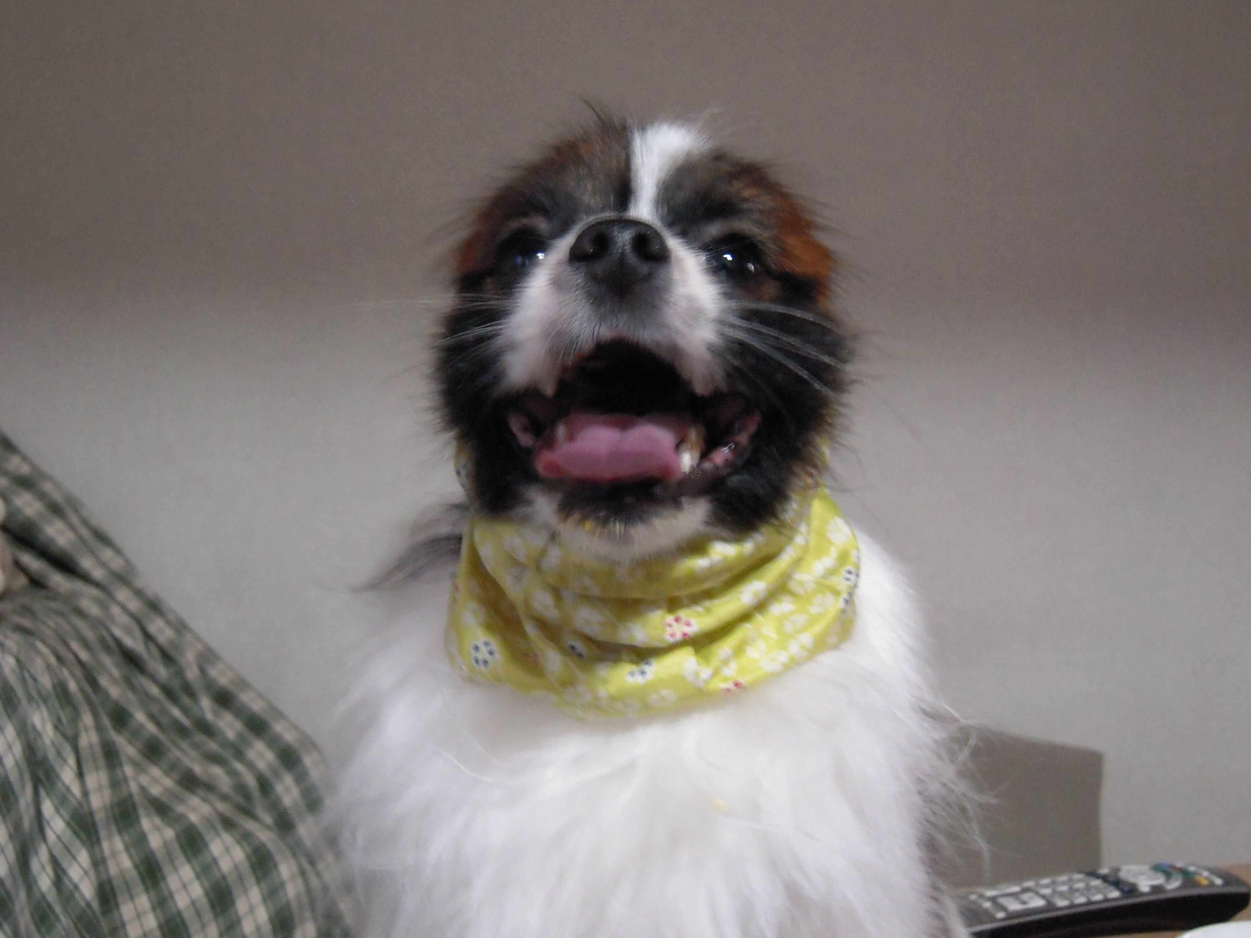 スヌード してみました パピヨン そら豆 の看板犬日記