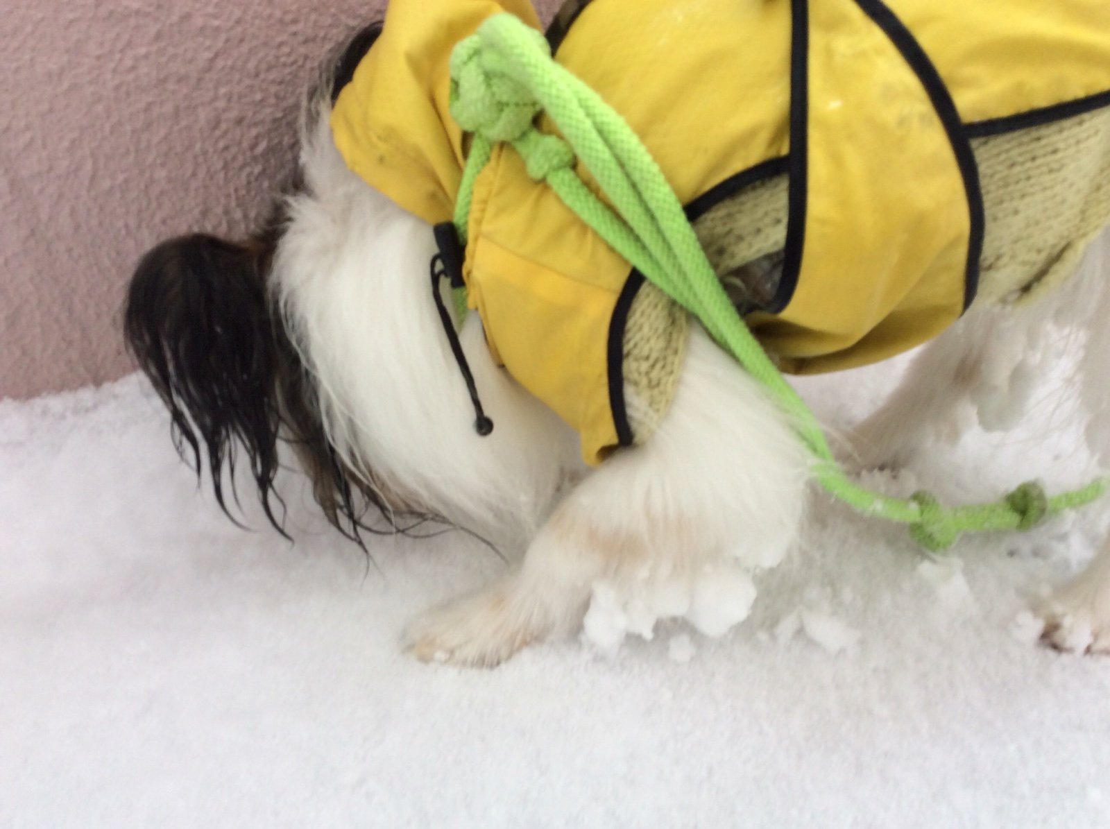 今年もブームは続きます パピヨン そら豆 の看板犬日記 今年もブームは続きます パピヨン そら豆 の看板犬日記