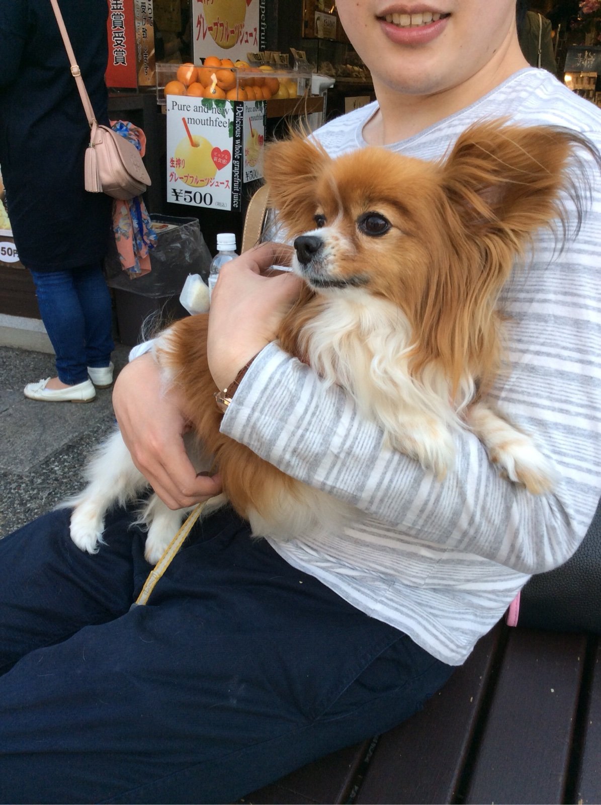 犬連れ車中泊の旅 倉敷編 パピヨン そら豆 の看板犬日記