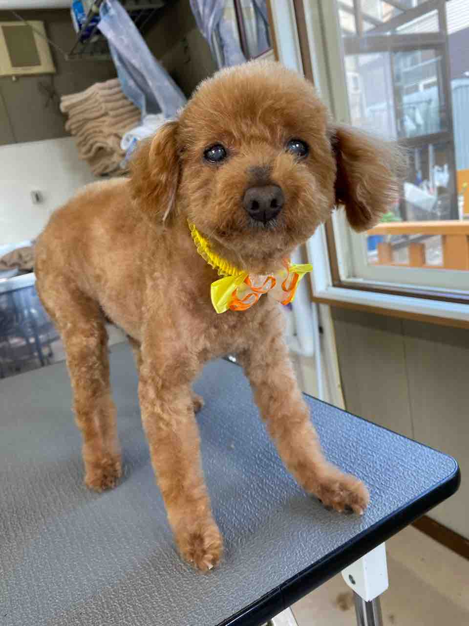 7月23日 明日はお休みです ぱっぽとにゃんの仲良しブログ