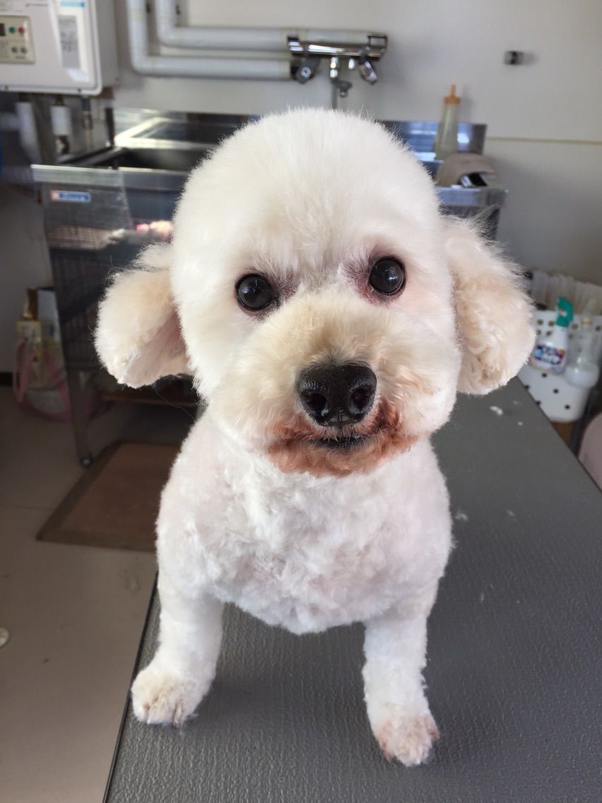 キムタク 犬 キムタク 田中みな実 渡部建 有名人の 愛犬と散歩写真 キムタク 犬 キムタク 田中みな実 渡部建 有名人の 愛犬と散歩写真