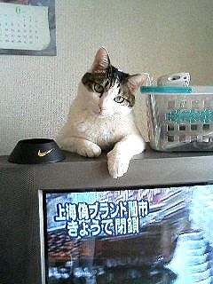TV¤Í¤³