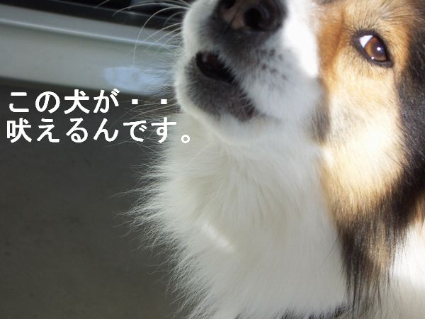 実家の犬に吠えられる ダメなものは駄目 酒でも飲んで忘れたい 実家の犬に吠えられる ダメなものは駄目 酒でも飲んで忘れたい
