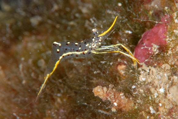 36 ミカヅキコモンエビ The Crustacea Of Philippine Sea 36 ミカヅキコモンエビ The Crustacea Of Philippine Sea