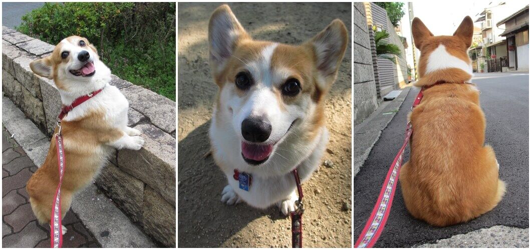 愛犬パール