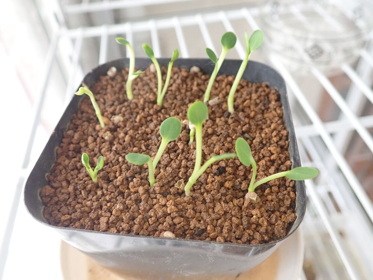 ユーフォルビア・ギラウミニアナ実生 : 世界食虫植物化計画 ユーフォルビア・ギラウミニアナ実生 : 世界食虫植物化計画
