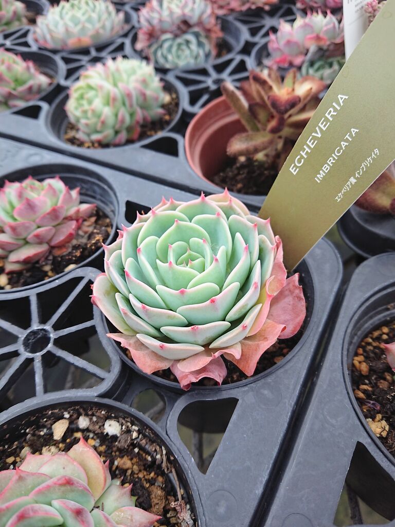 売約済み エケベリア ♡ 札落ち ♡ 多肉 売約済み エケベリア 札落ち