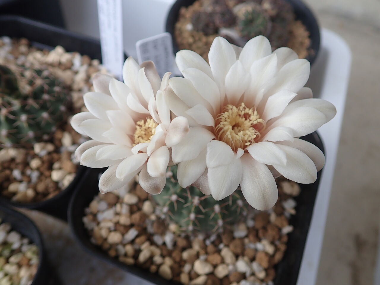 ギムノカリキウム 初開花 : 世界食虫植物化計画 ギムノカリキウム 初開花 : 世界食虫植物化計画