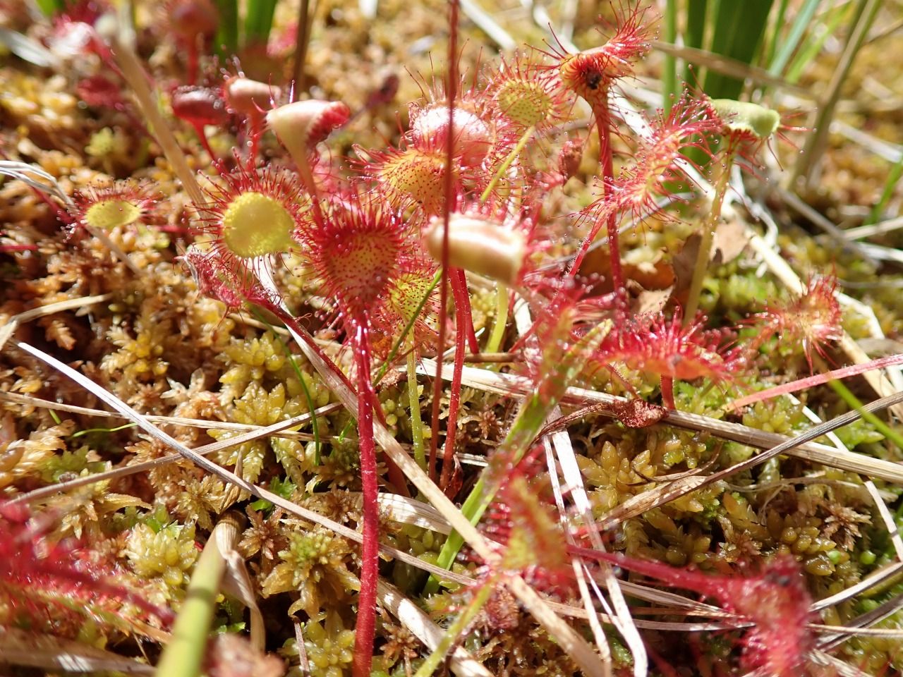 モウセンゴケの自生地探し2 世界食虫植物化計画 モウセンゴケの自生地探し2 世界食虫植物化計画