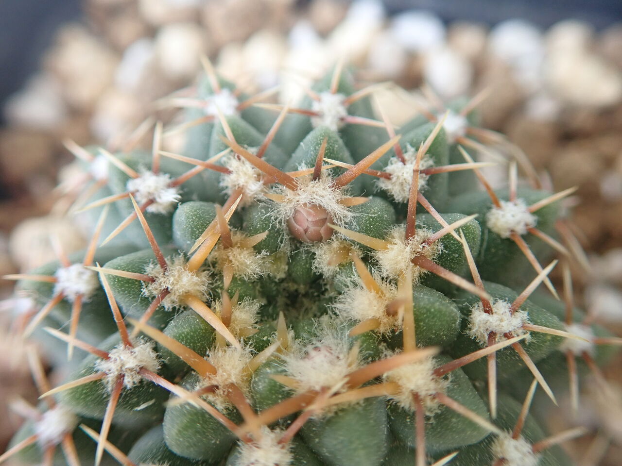 ギムノカリキウム 初開花 : 世界食虫植物化計画 ギムノカリキウム 初開花 : 世界食虫植物化計画