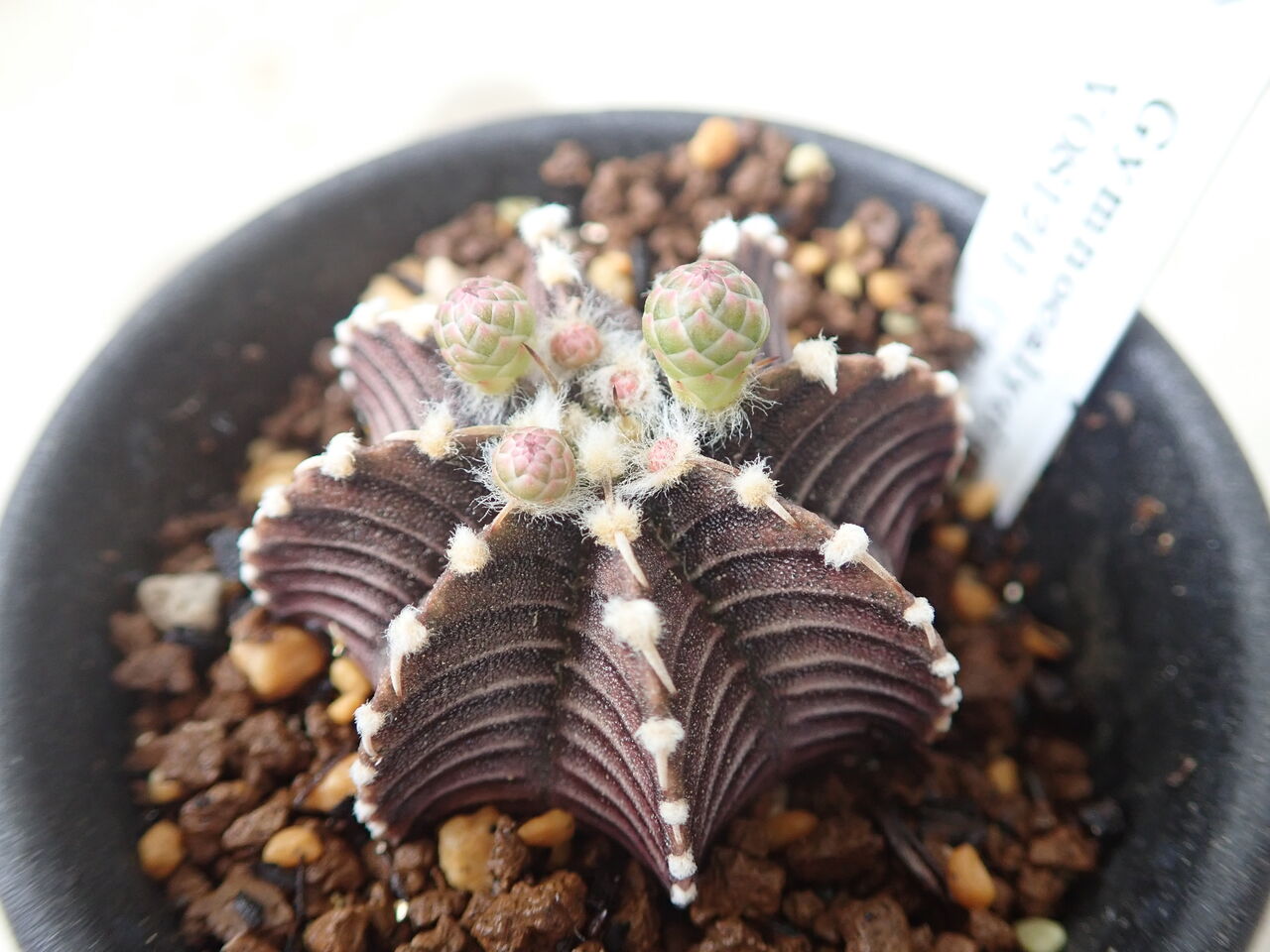 ギムノカリキウム 初開花 : 世界食虫植物化計画 ギムノカリキウム 初開花 : 世界食虫植物化計画