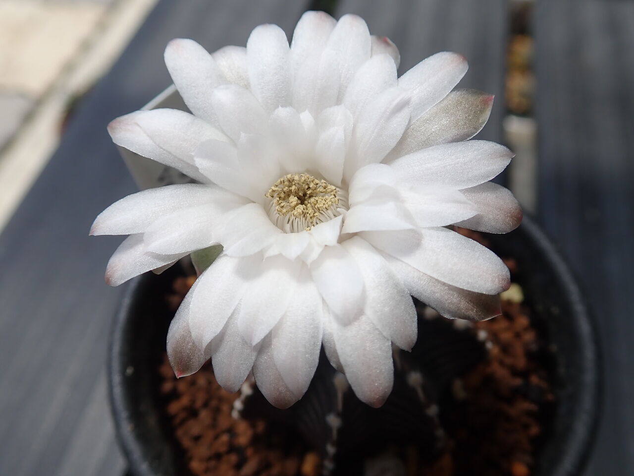ギムノカリキウム・フリードリッヒ VOS1241開花 : 世界食虫植物
