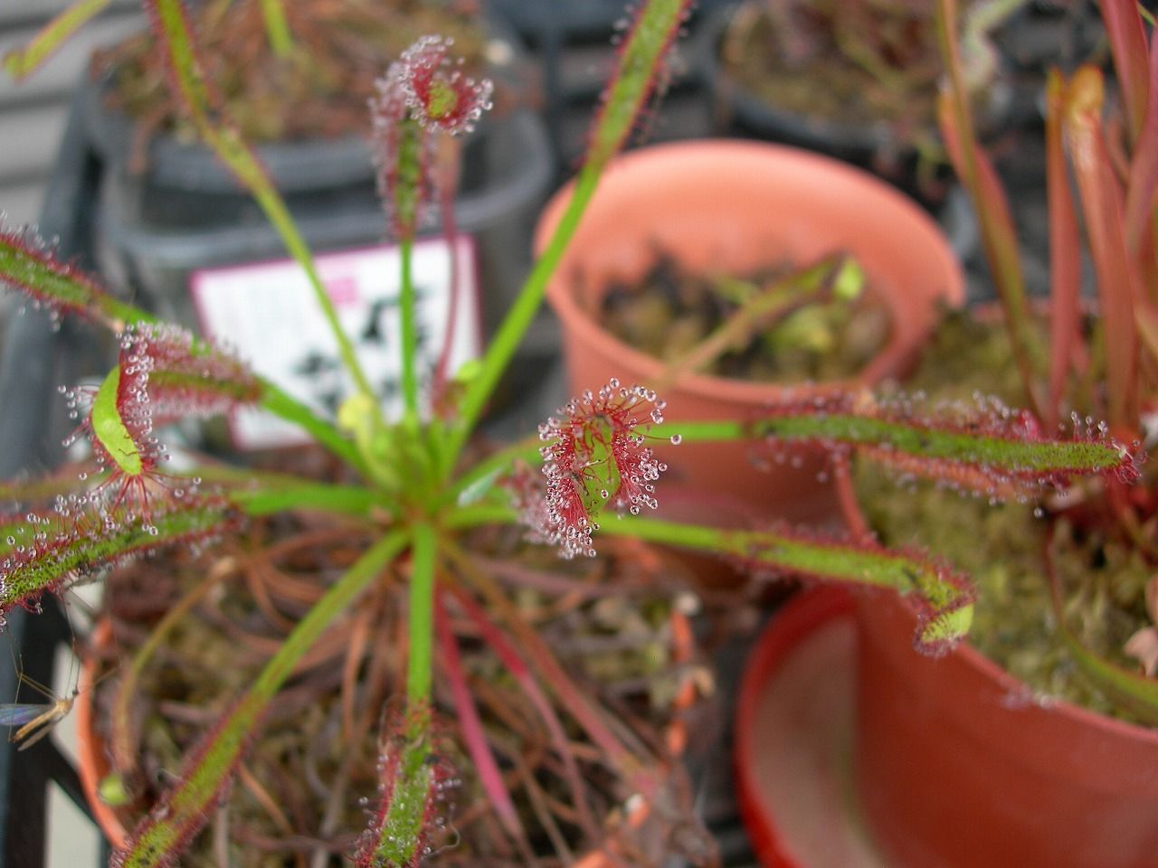 食虫植物 ドロセラ カペンシスアルバ の種子 68 Off