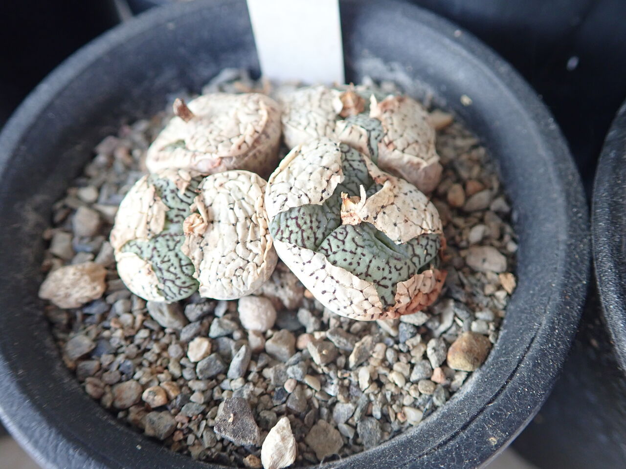 休眠中のコノフィツム : 世界食虫植物化計画