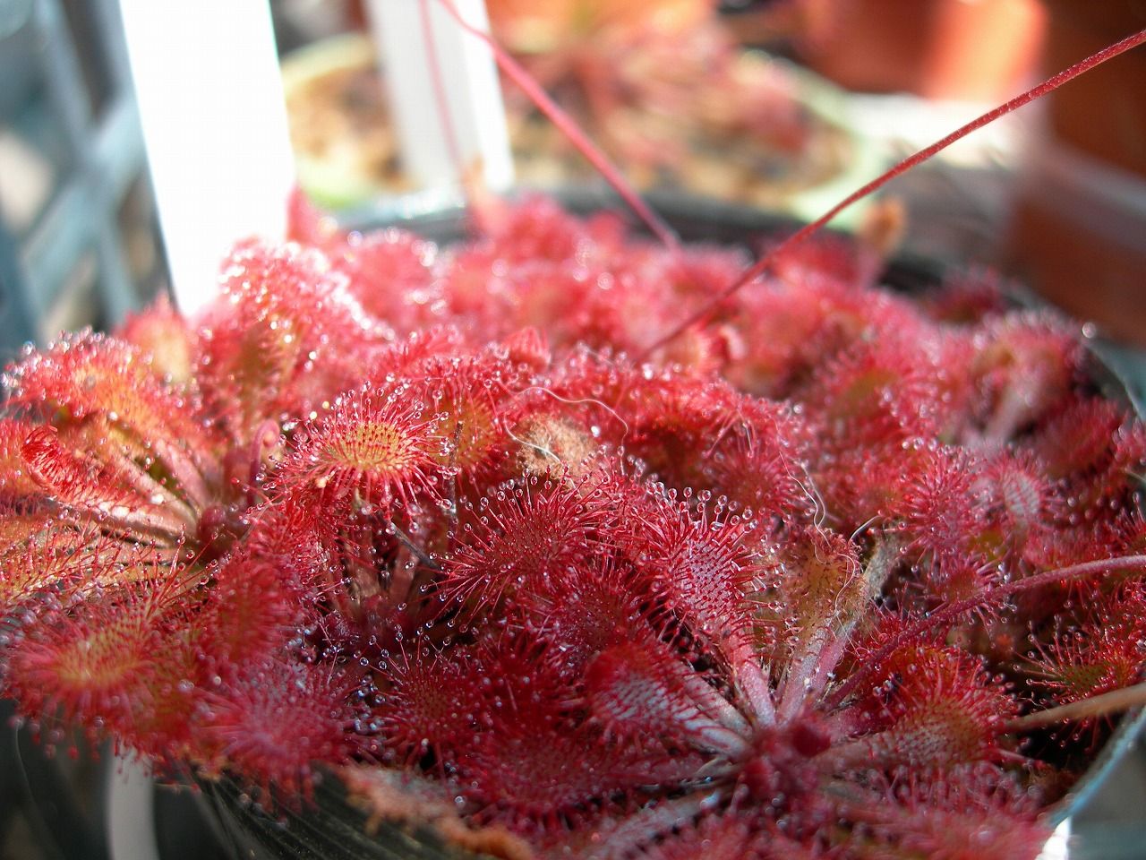 今は亡き食虫植物たち 世界食虫植物化計画