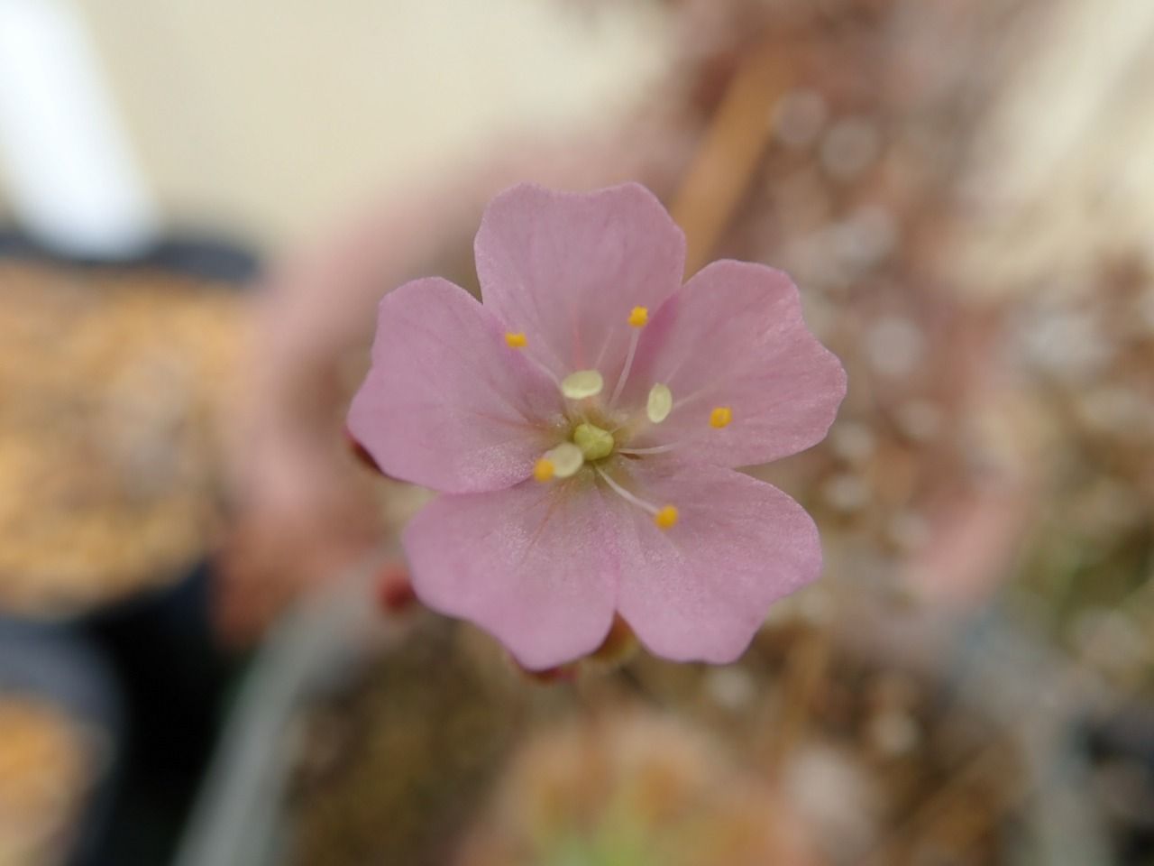19年 夏の食虫植物 ドロセラ編 世界食虫植物化計画