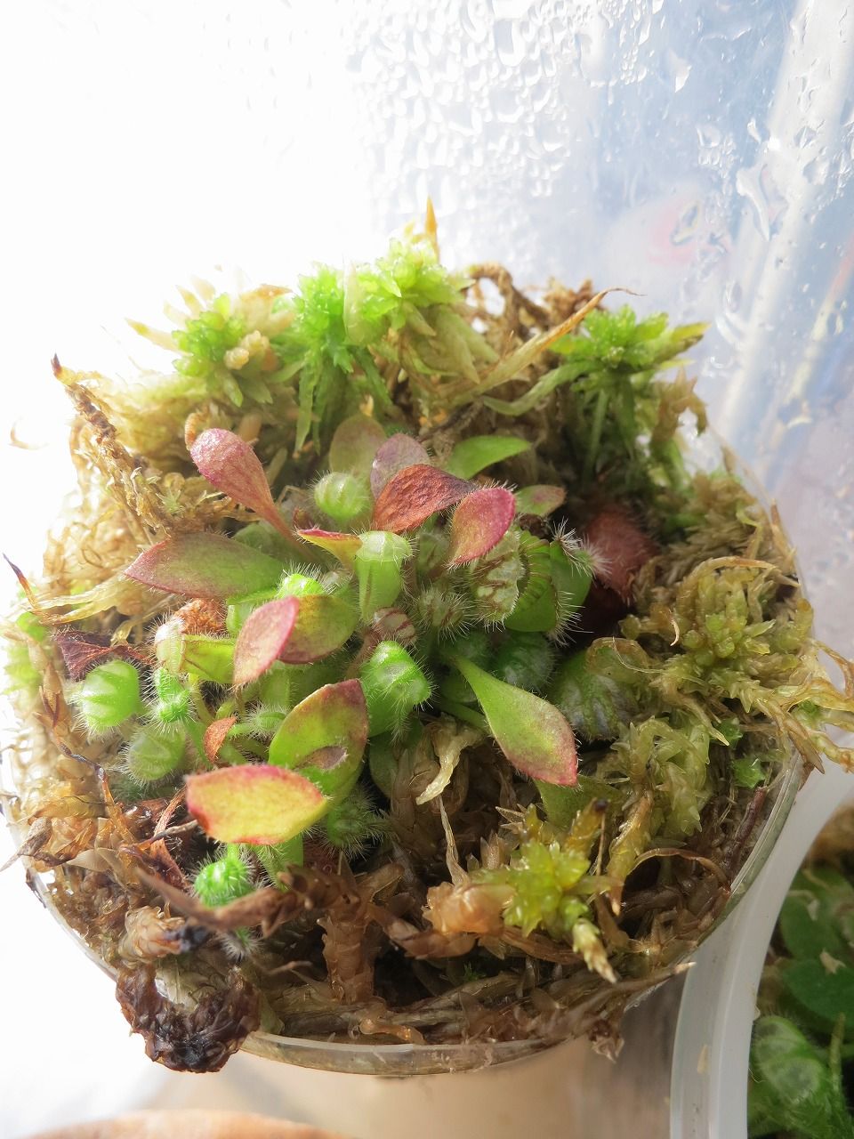 植え替えから1年経ったセファロタス 世界食虫植物化計画 植え替えから1年経ったセファロタス 世界食虫植物化計画
