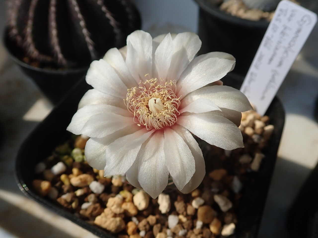 ギムノカリキウム 初開花 : 世界食虫植物化計画 ギムノカリキウム 初開花 : 世界食虫植物化計画