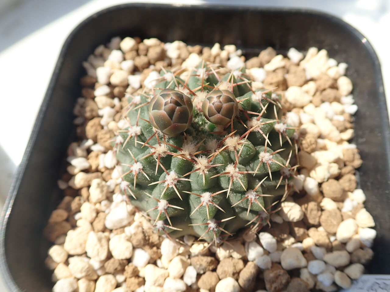 ギムノカリキウム 初開花 : 世界食虫植物化計画 ギムノカリキウム 初開花 : 世界食虫植物化計画