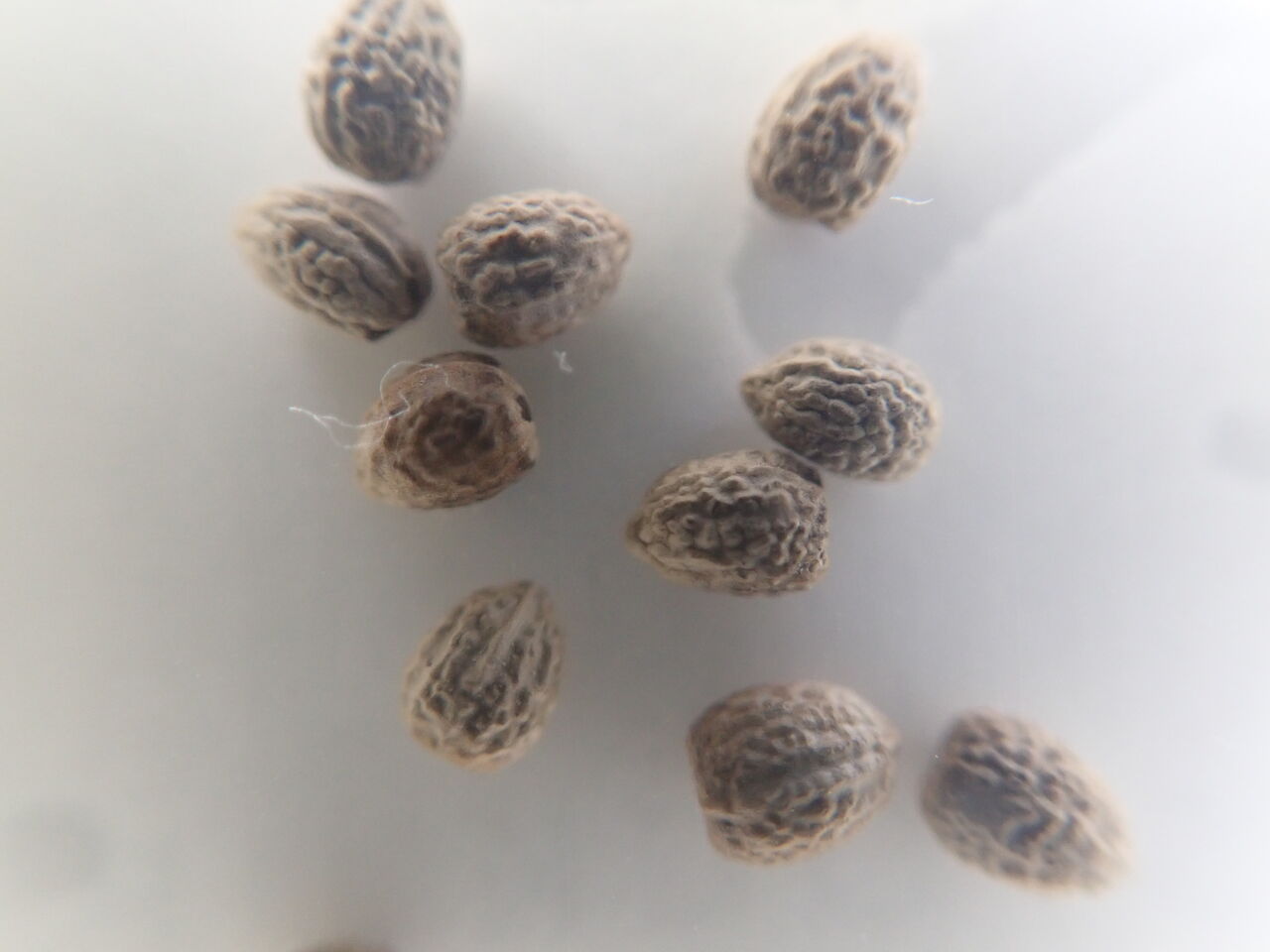 ユーフォルビア・ギラウミニアナ実生 : 世界食虫植物化計画 ユーフォルビア・ギラウミニアナ実生 : 世界食虫植物化計画