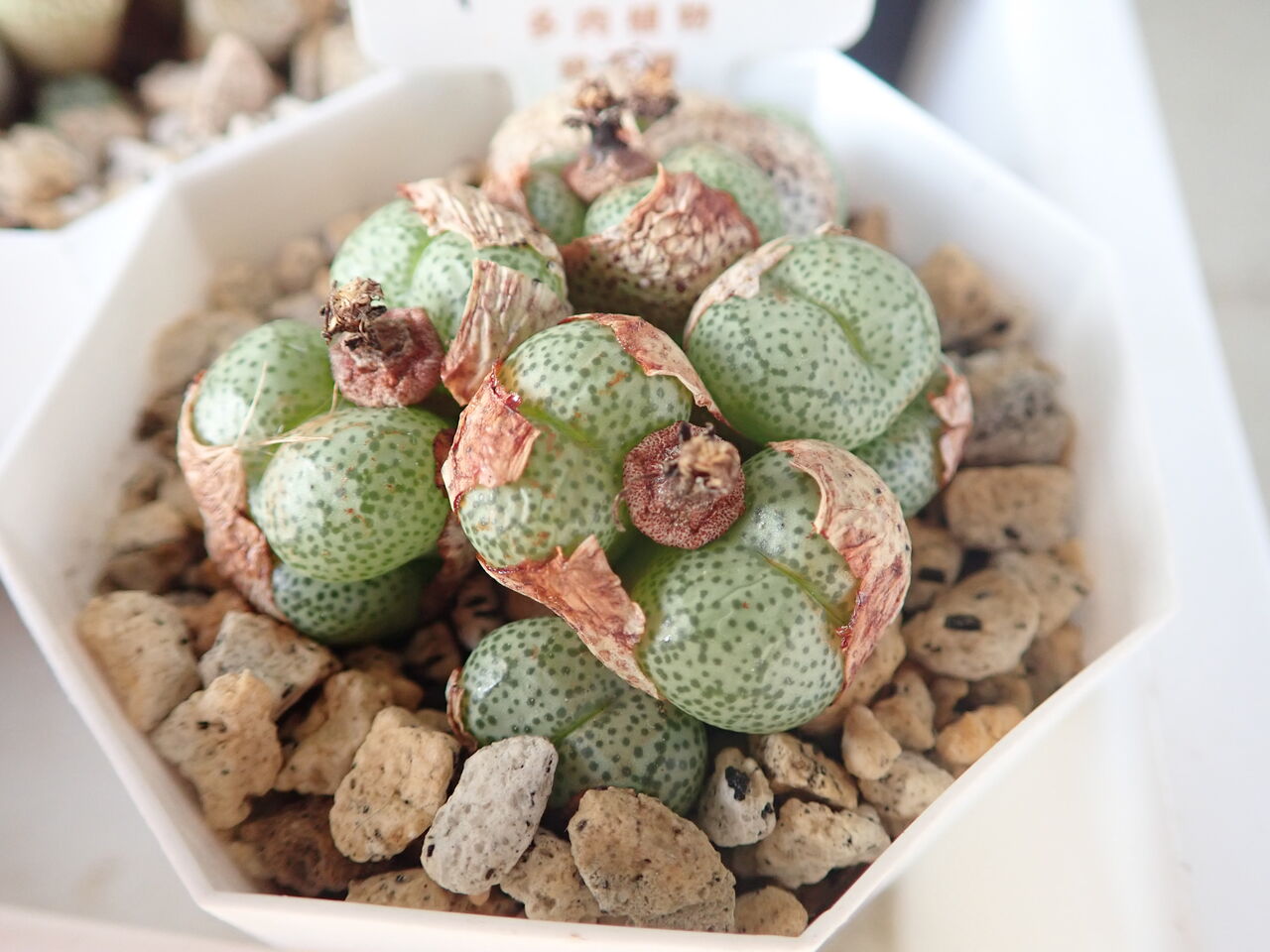 コノフィツム　crateriforme 超大群生株 コノフィツム crateriforme 超大群生株 - メルカリ