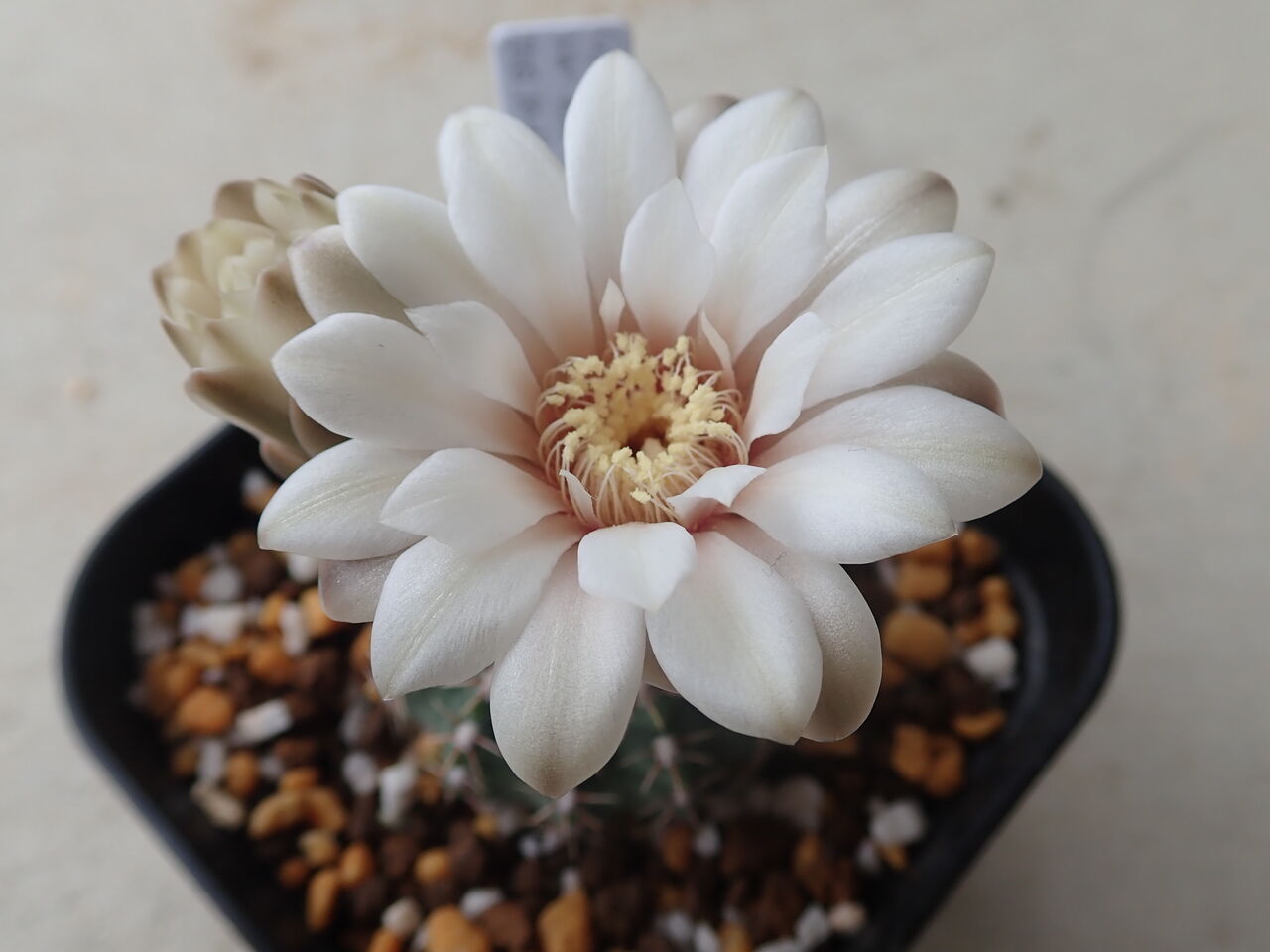 ギムノカリキウム・フリードリッヒ VOS1241開花 : 世界食虫植物化計画