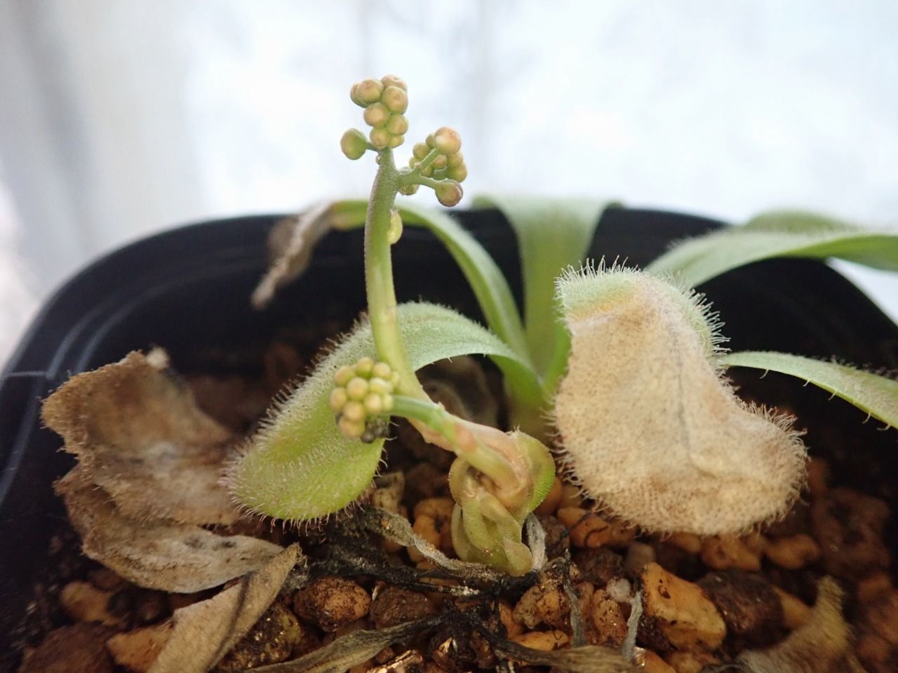 19年 夏の食虫植物 ドロセラ編 世界食虫植物化計画