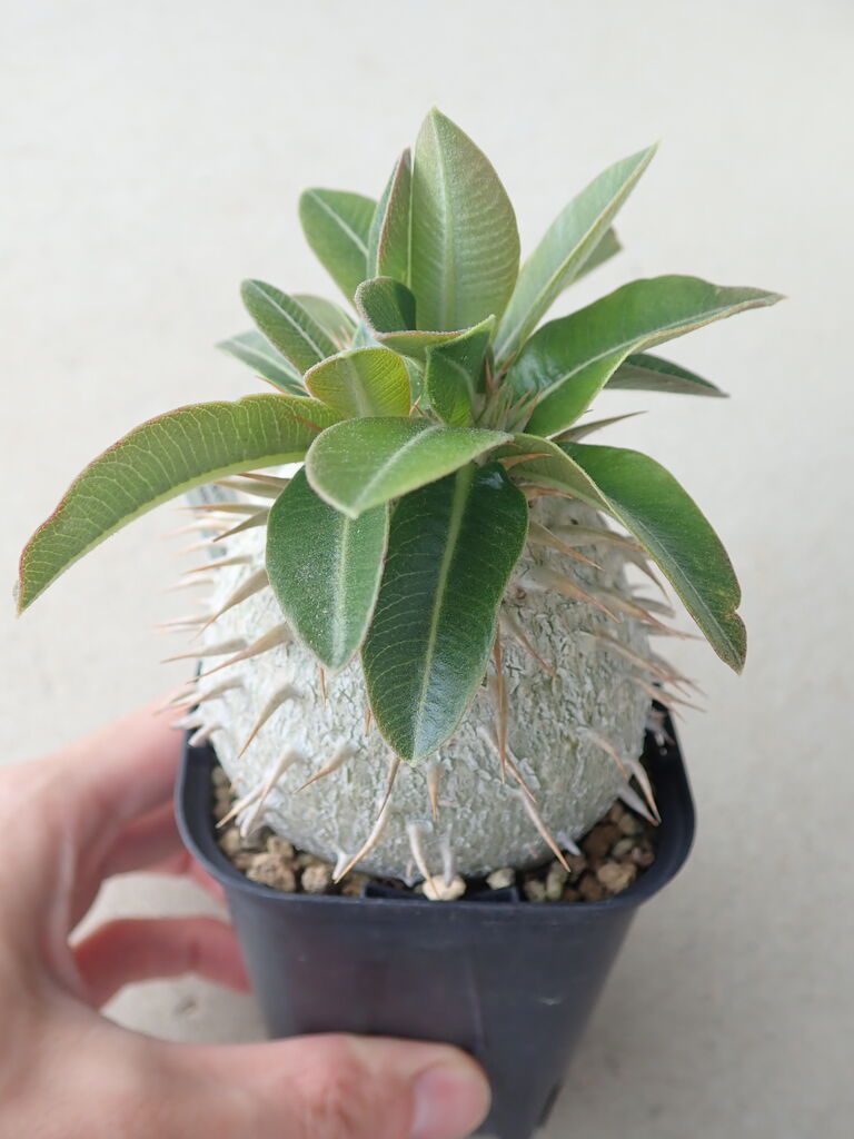 パキポディウム鉢増し&植え替え : 世界食虫植物化計画