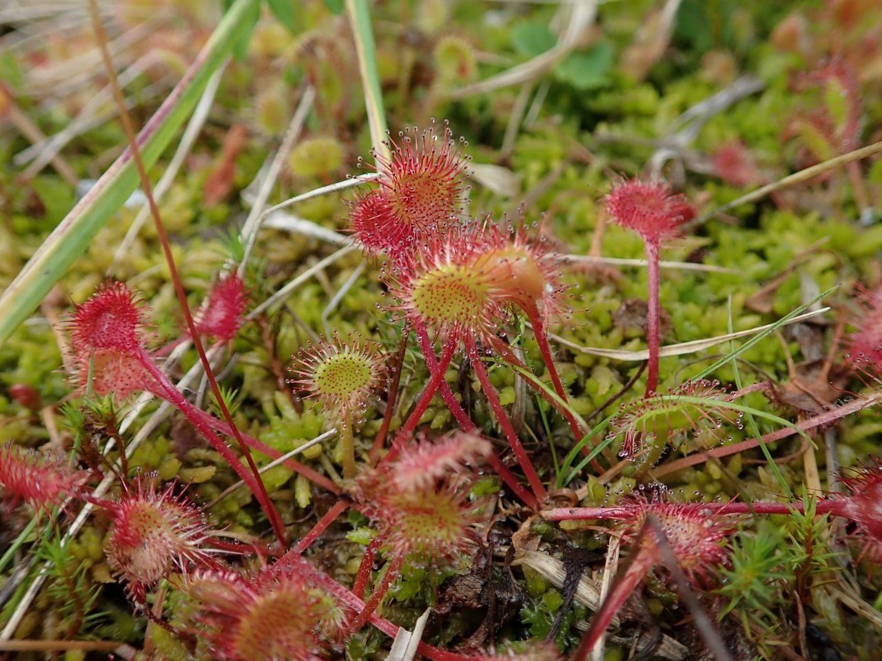 モウセンゴケの自生地探し２ 世界食虫植物化計画