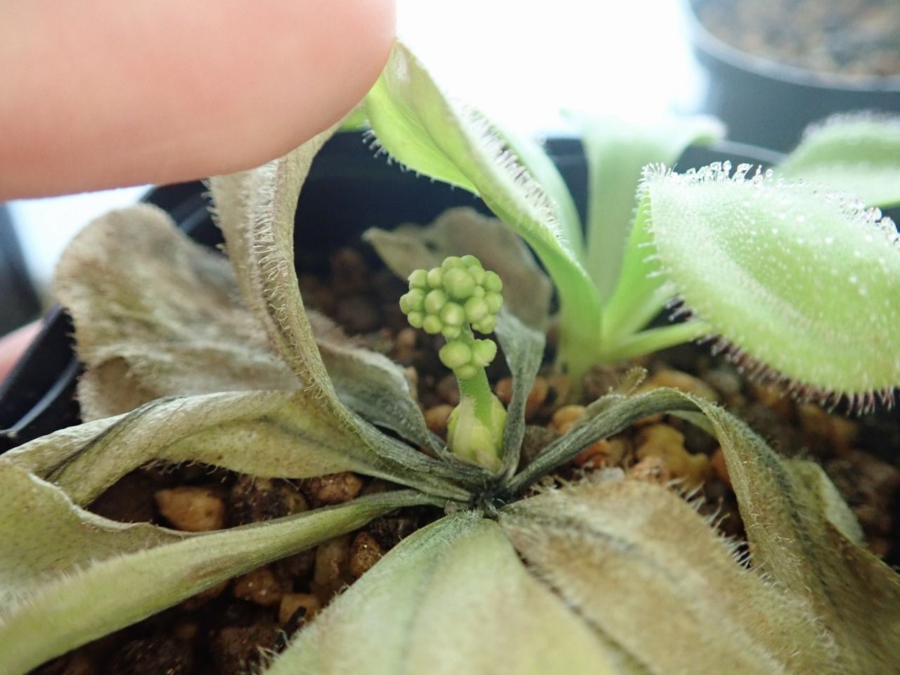 19年 夏の食虫植物 ドロセラ編 世界食虫植物化計画