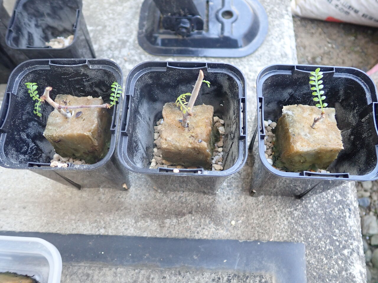 発根しない挿し木のオペルクリカリア・デカリー : 世界食虫植物 発根しない挿し木のオペルクリカリア・デカリー : 世界食虫植物