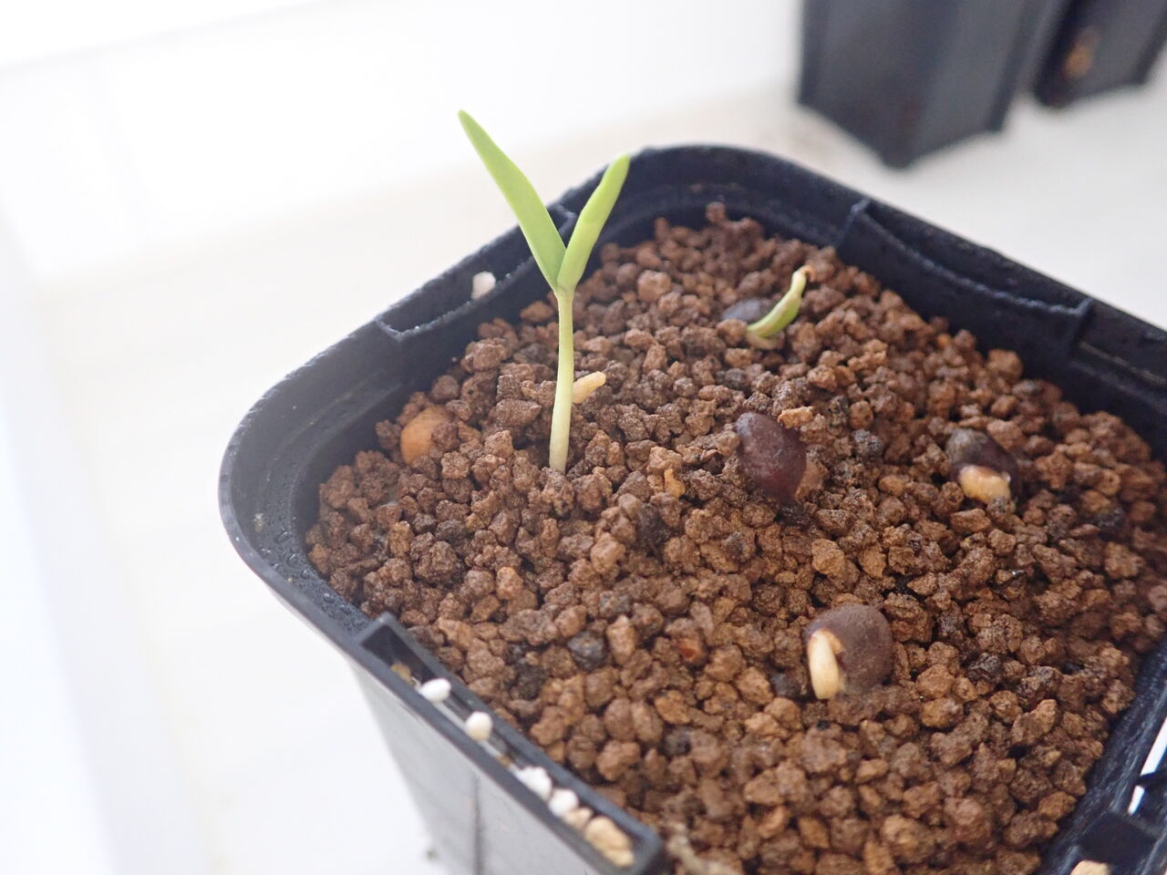 Power_of_Power出品 実生株 Power_of_Power様専用出品 実生株