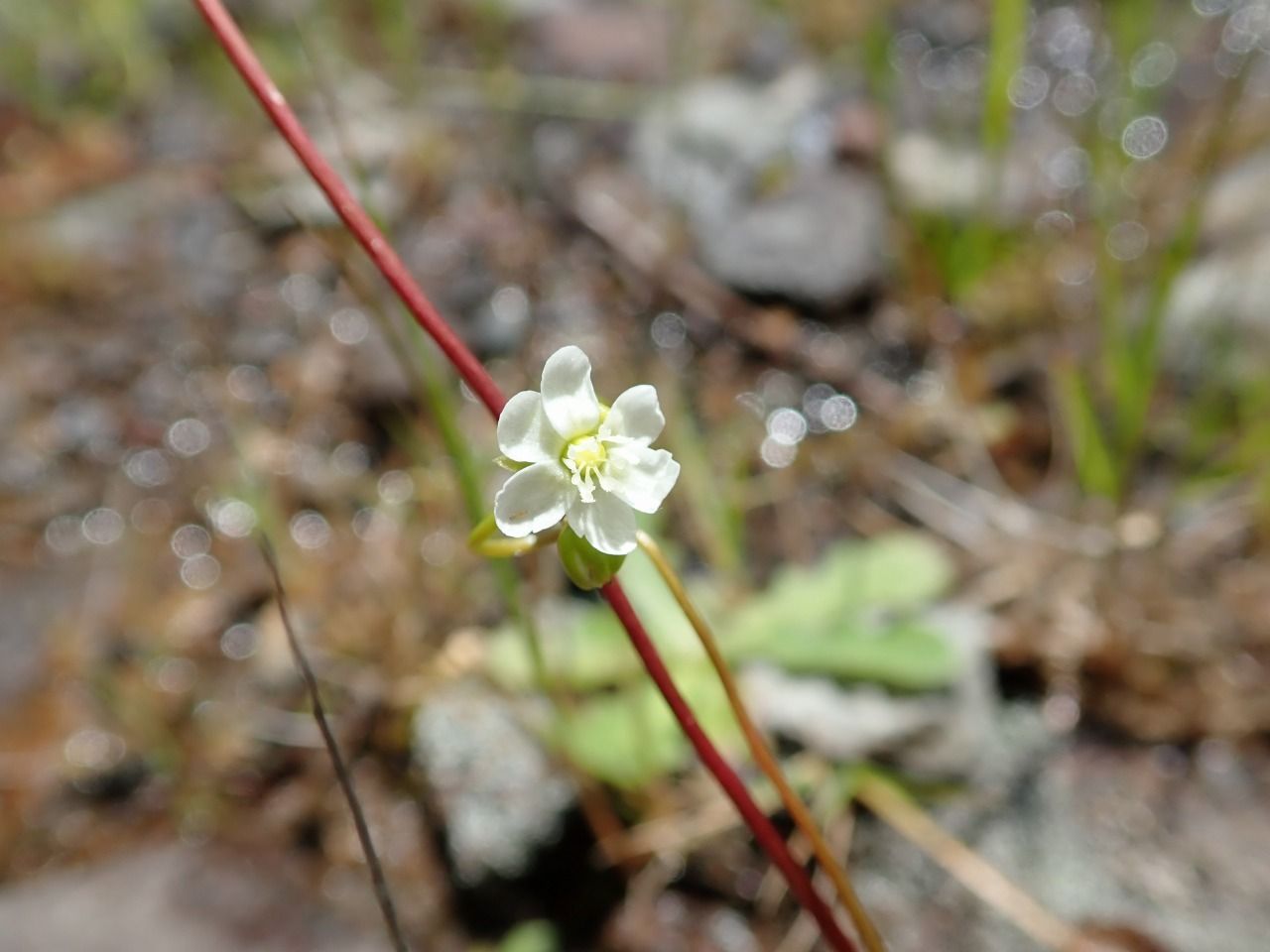 モウセンゴケの自生地探し２ 世界食虫植物化計画
