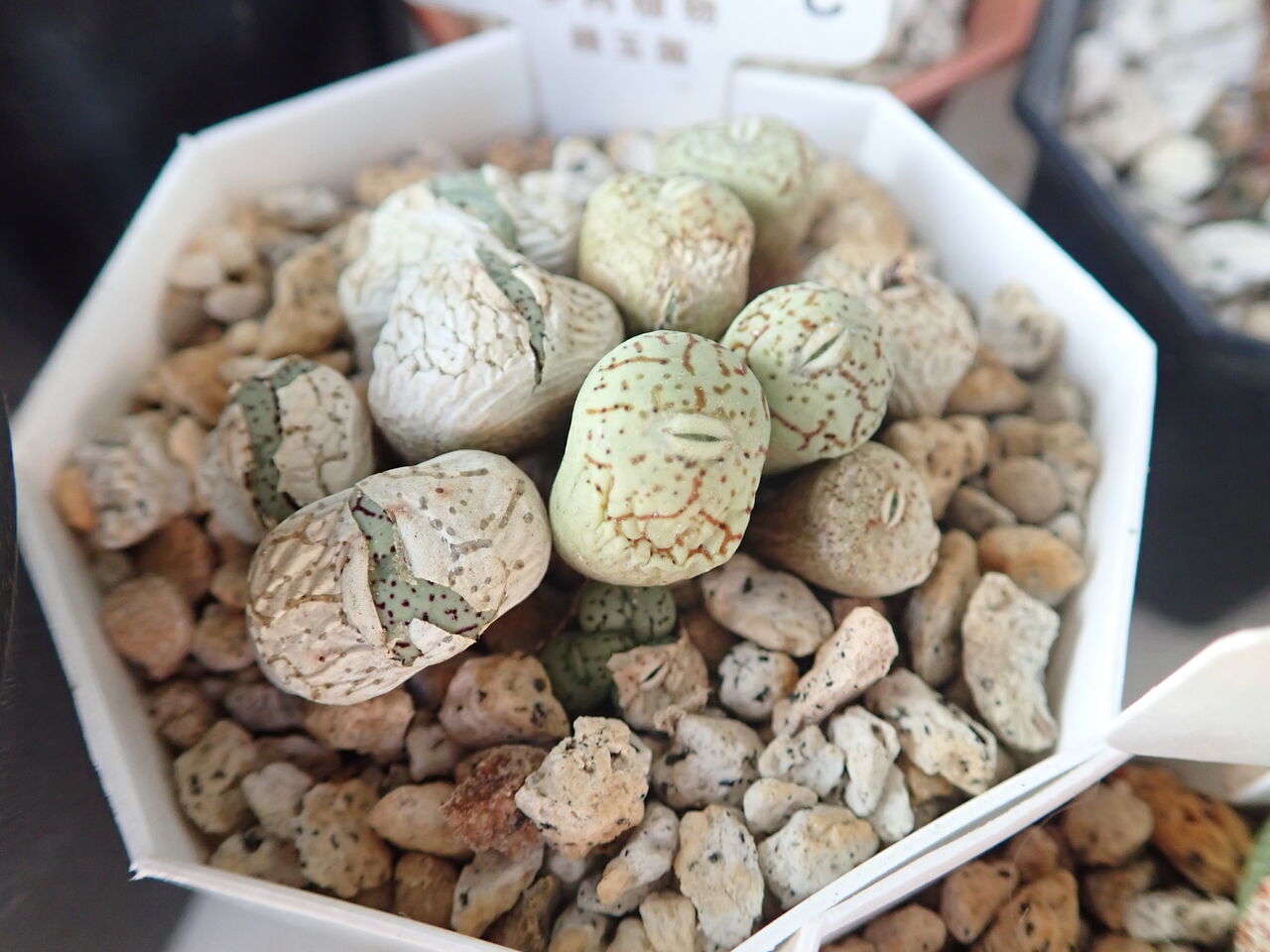 休眠中のコノフィツム : 世界食虫植物化計画