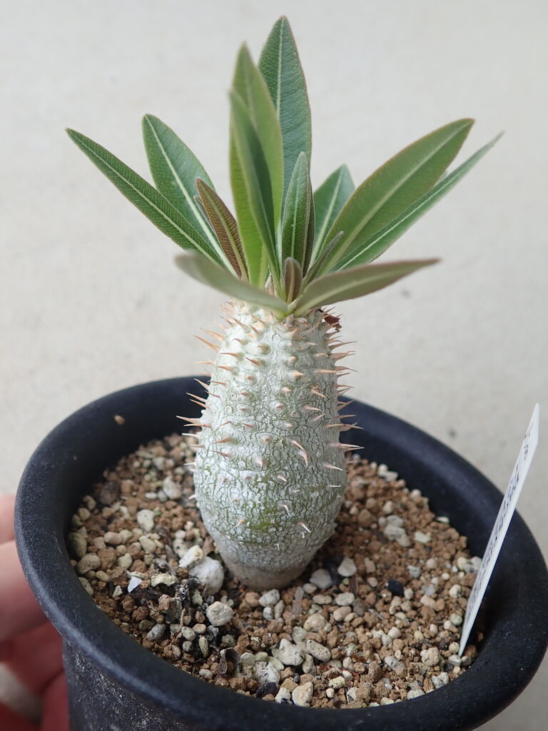 パキポディウム鉢増し&植え替え : 世界食虫植物化計画