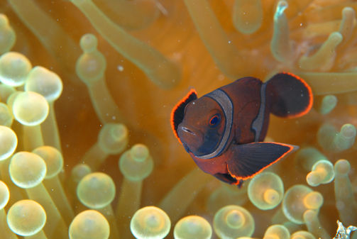 ７８ スパインチークアネモネフィッシュ Tropical Reef Fishes Of The Philippines Sea