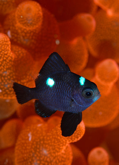 94 ミツボシクロスズメダイ Tropical Reef Fishes Of The Philippines Sea 94 ミツボシクロスズメダイ Tropical Reef Fishes Of The Philippines Sea