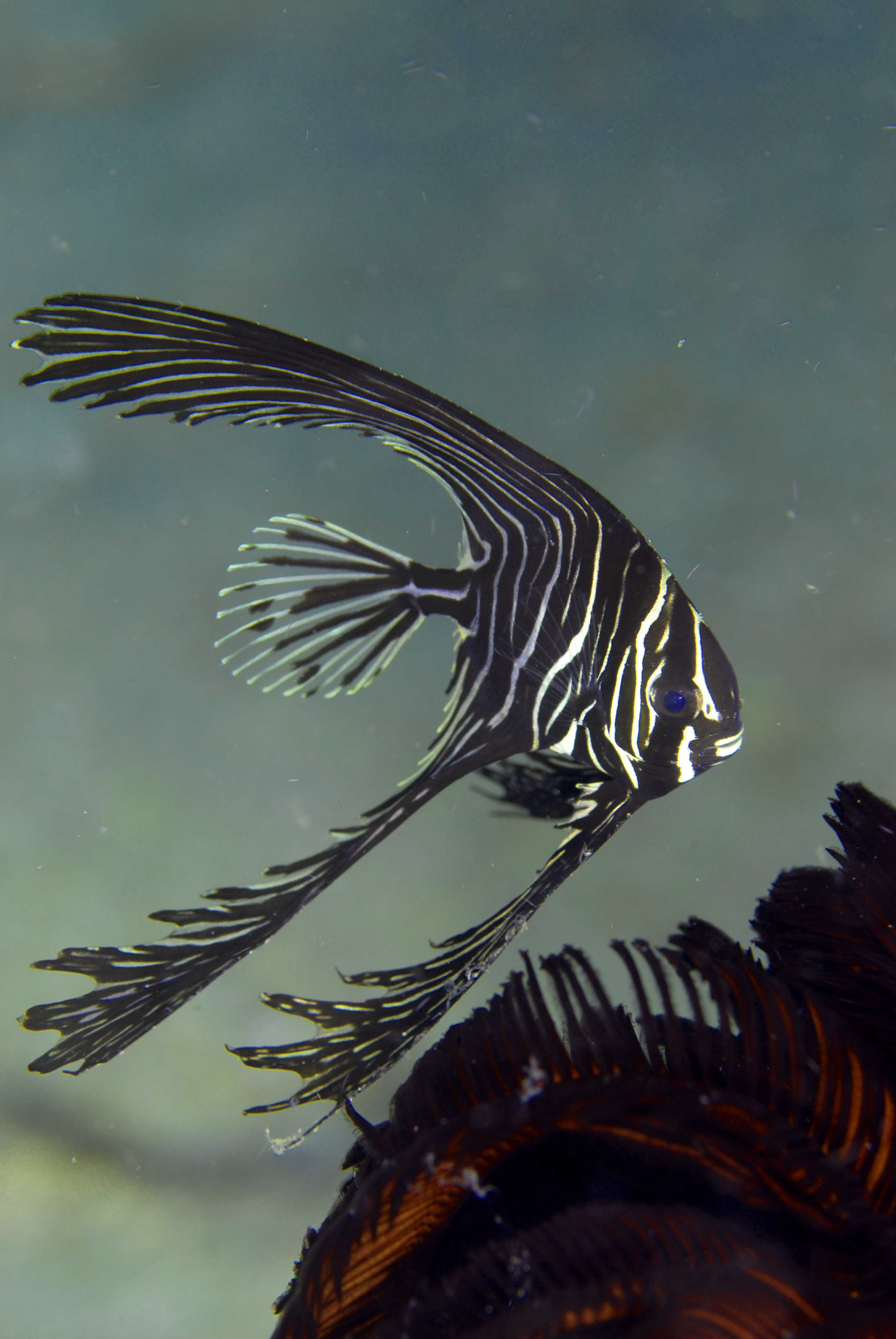 ４４ ゼブラバットフィッシュ Tropical Reef Fishes Of The Philippines Sea