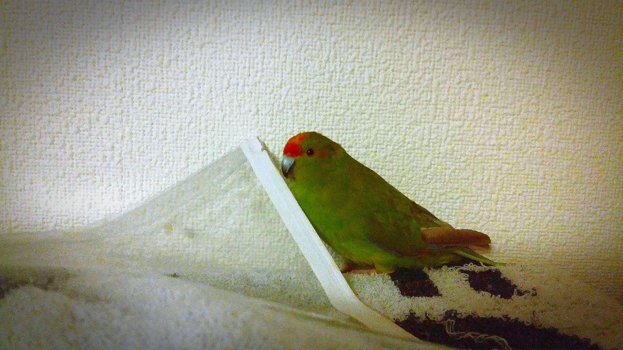 5 クリッピング 唯我独尊 インコスターズ 5 クリッピング 唯我独尊 インコスターズ