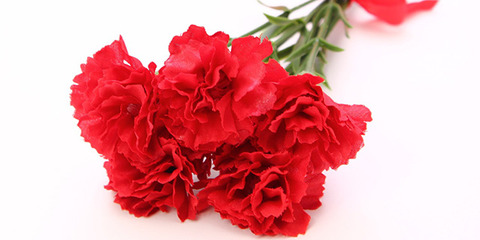 carnation-red