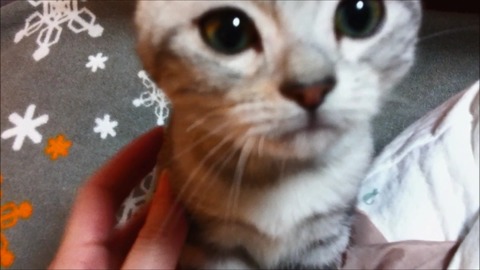 フミフミする姿がかわいい子猫。