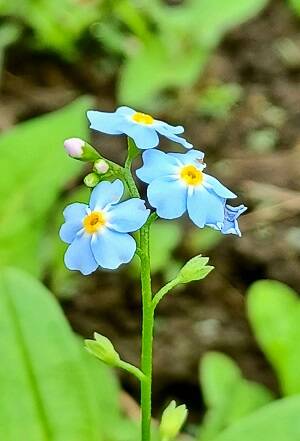 藍微塵 花眼 再掲 ことばの細道 時々俳句 藍微塵 花眼 再掲 ことばの細道 時々俳句