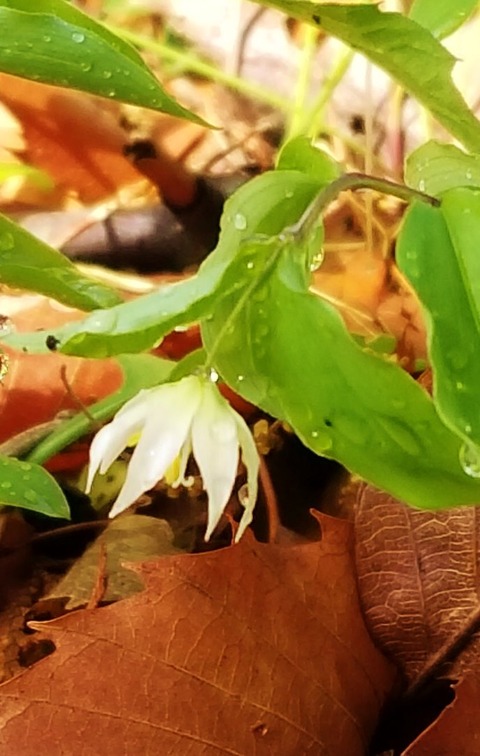 里山の小さな春 稚児百合 ことばの細道