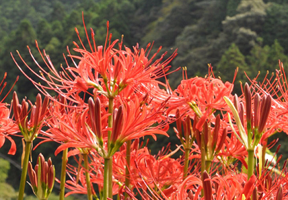 彼岸花 天蓋花 ことばの細道 時々俳句