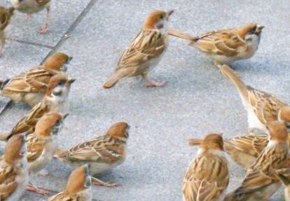 消えてゆく言葉 ことばの細道 時々俳句 消えてゆく言葉 ことばの細道 時々俳句