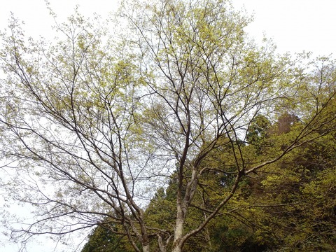 20160418P4160328