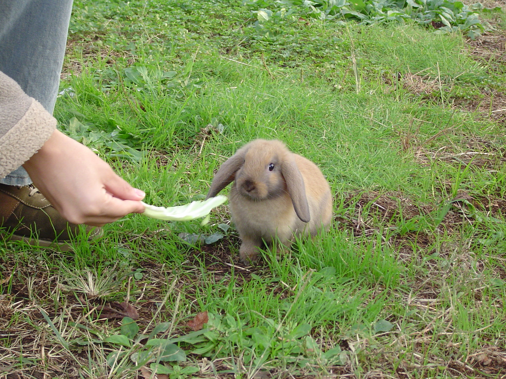 たれ耳ウサギが家に来たとき ろっぴとみきのパリ日記