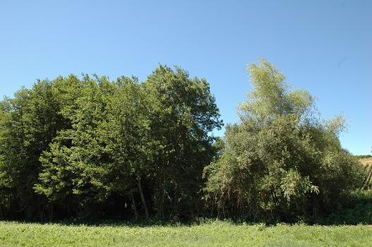 ciel bleu et foret verte